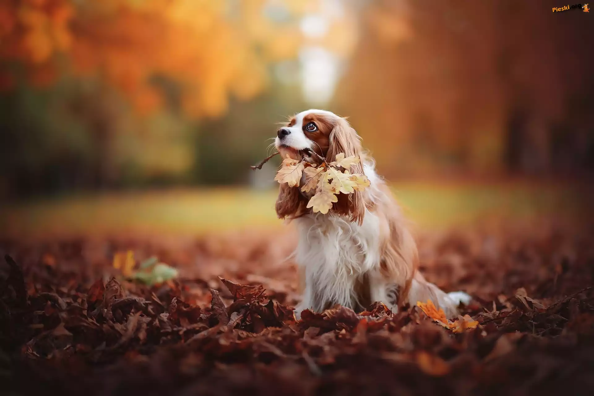Li¶cie, Cavalier King Charles spaniel, Park, Jesień